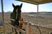 JohnsonBackHorse105